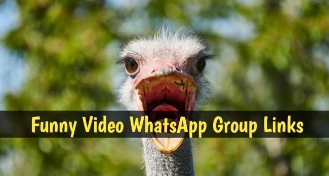 870+ Funny Video WhatsApp Group Links 2024